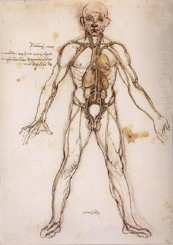 You branching of the Blutgefabe, anatomical figure with heart kidneys and Blutgefaben, LEONARDO da Vinci